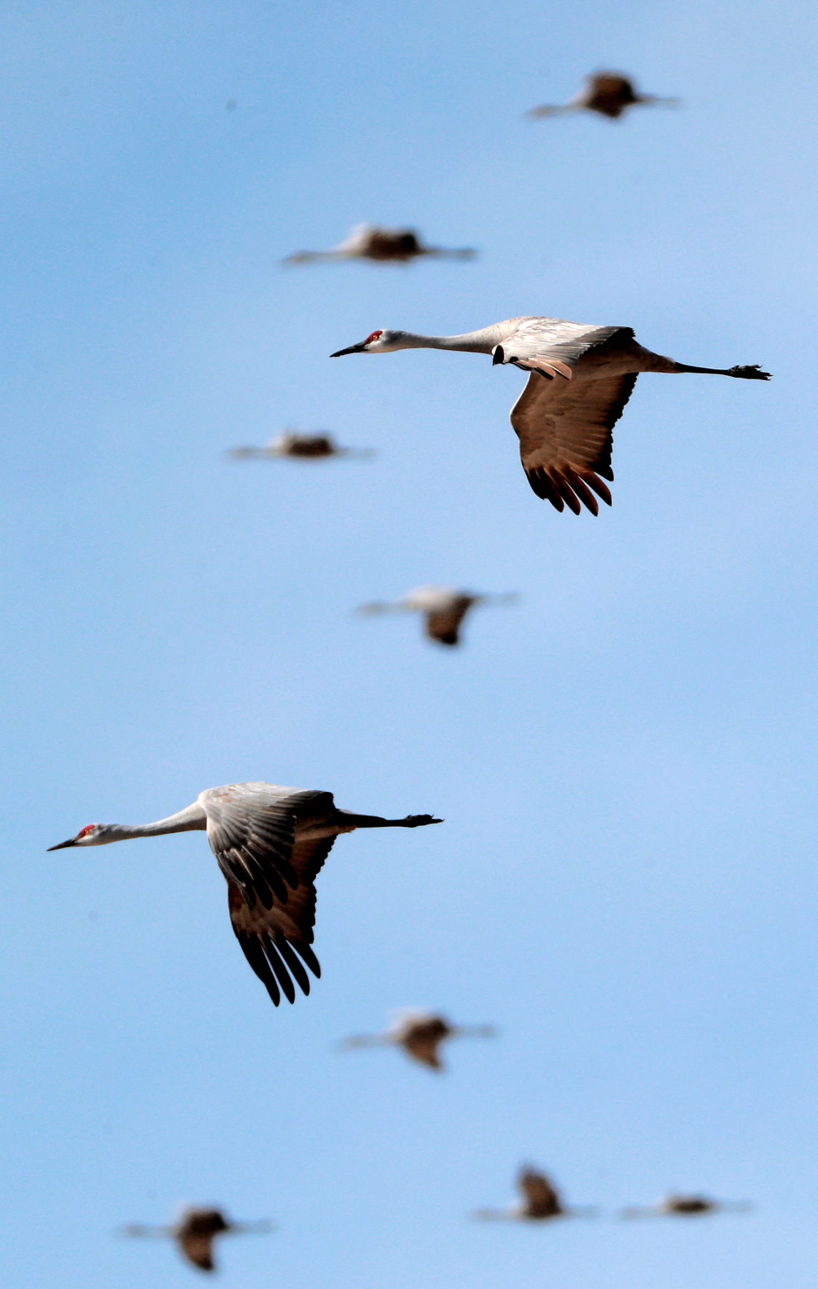 032419_SandhillCranes003_bjs.JPG